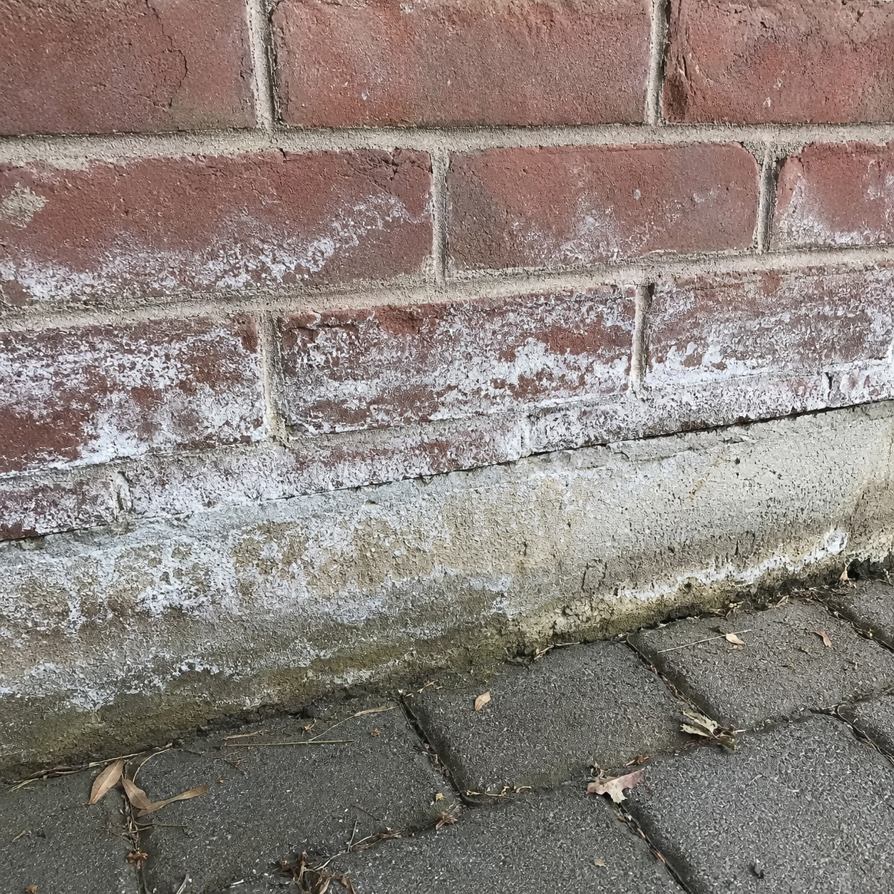 White efflorescence staining on masonry near a Toronto foundation wall